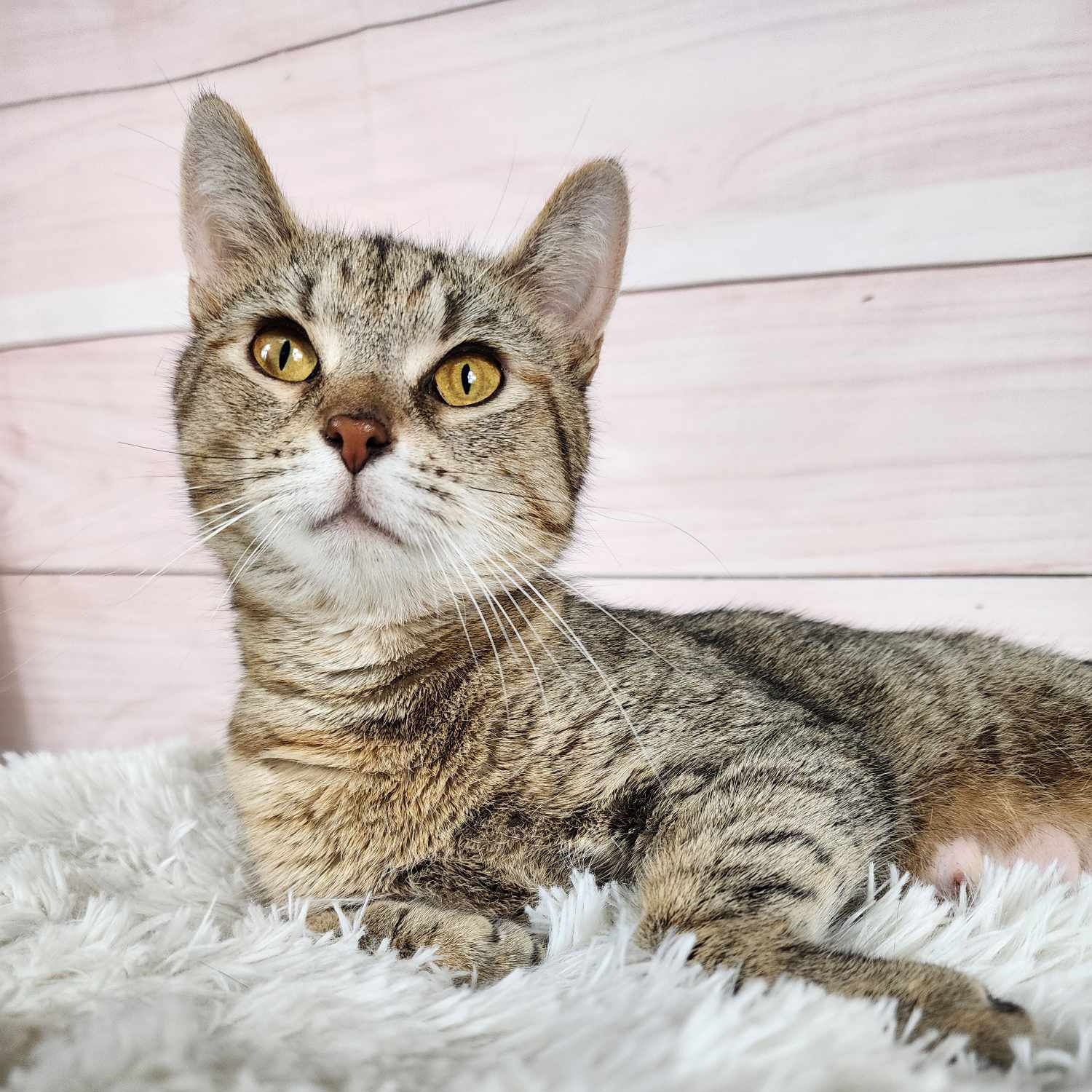 Enlarge Laurel, a Adoptable mixed breed in Greensburg, PA image 3/6