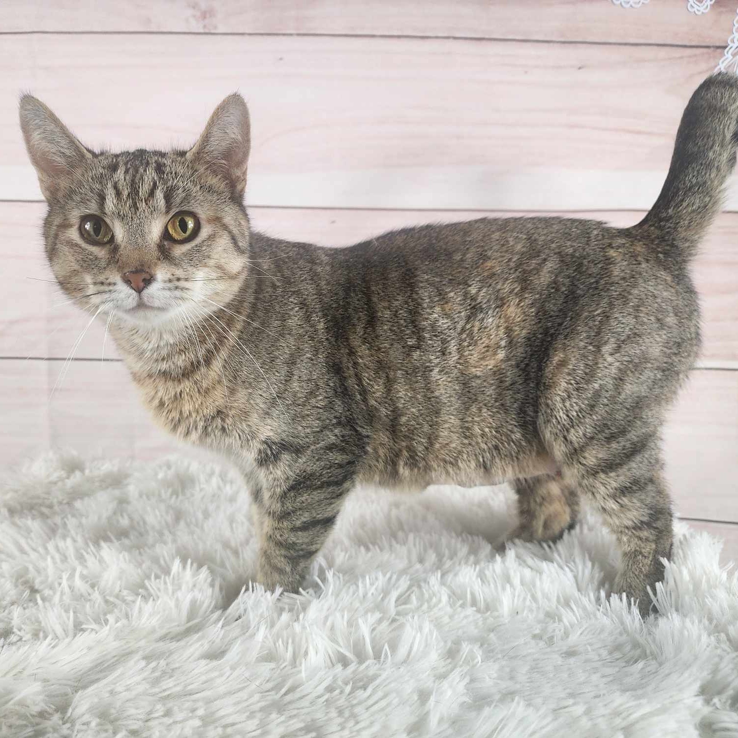 Enlarge Laurel, a Adoptable mixed breed in Greensburg, PA image 2/6