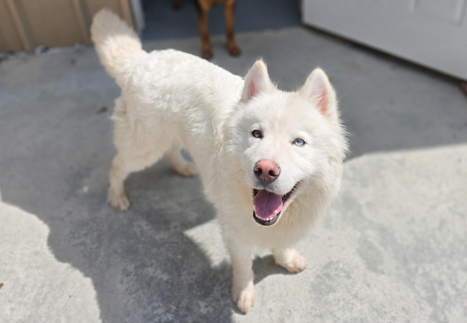 Aspen, Adopted, Adult Male Samoyed & Husky.