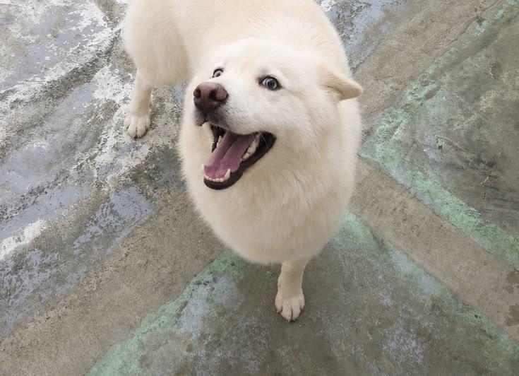 Enlarge Aspen, a Adopted mixed breed in Houston, TX image 3/3