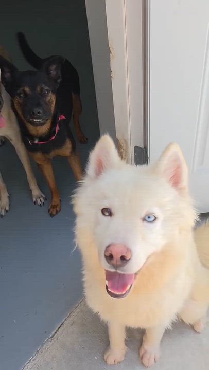 Enlarge Aspen, a Adopted mixed breed in Houston, TX video 2/3