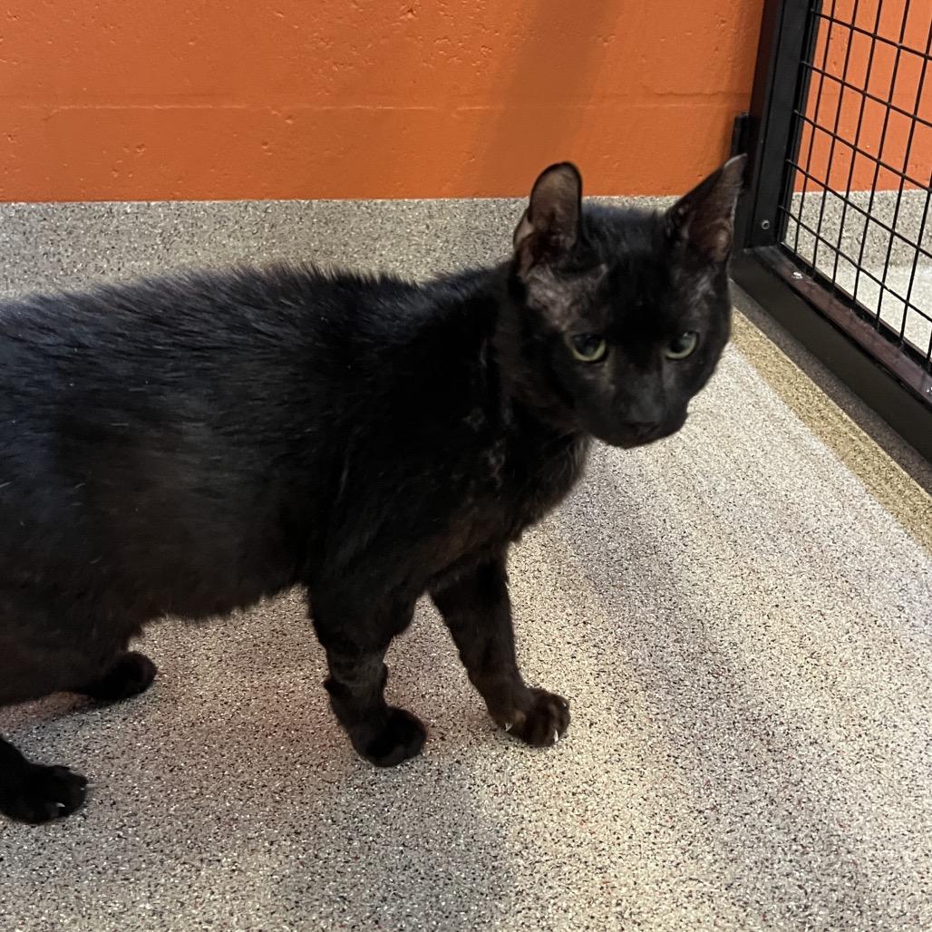 Enlarge Luka, a Adoptable Domestic Short Hair in Sarasota, FL image 1/6