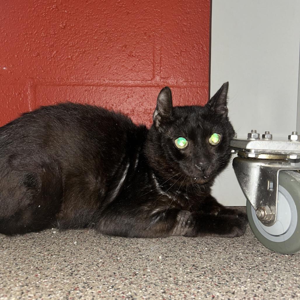 Enlarge Luka, a Adoptable Domestic Short Hair in Sarasota, FL image 2/6