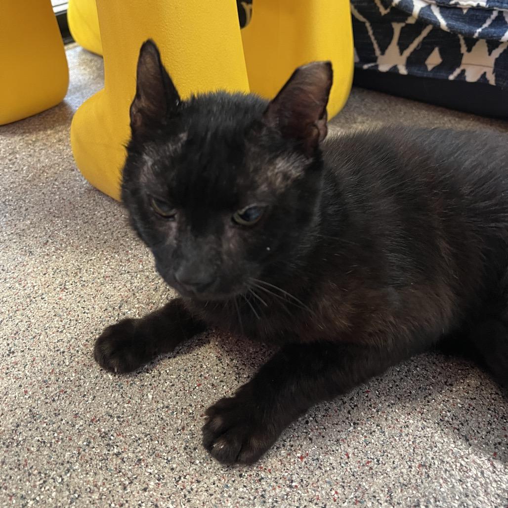 Enlarge Luka, a Adoptable Domestic Short Hair in Sarasota, FL image 3/6