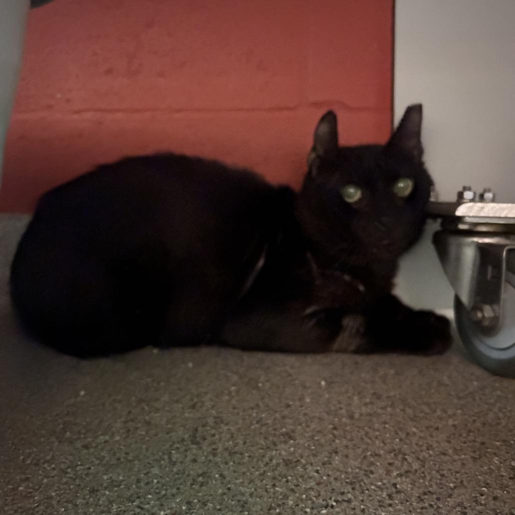 Enlarge Luka, a Adoptable Domestic Short Hair in Sarasota, FL image 4/6