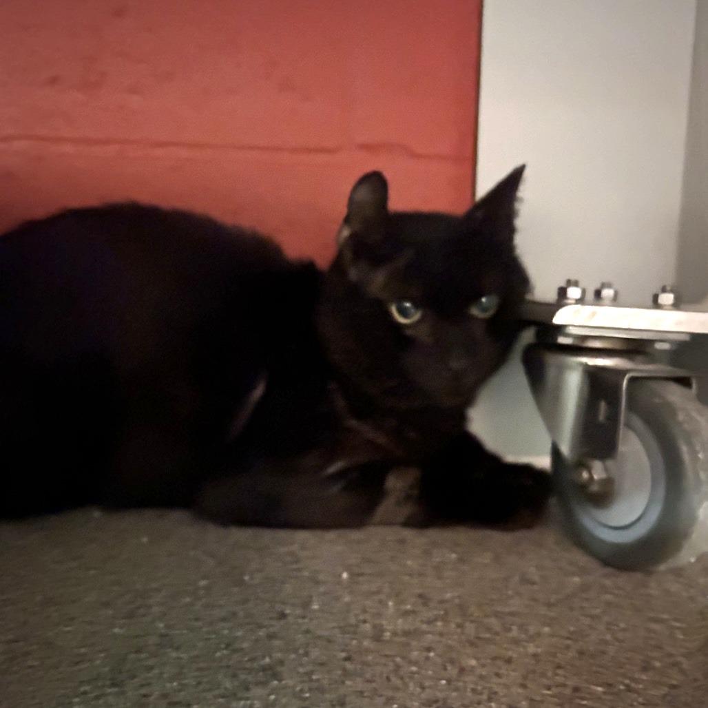 Enlarge Luka, a Adoptable Domestic Short Hair in Sarasota, FL image 5/6