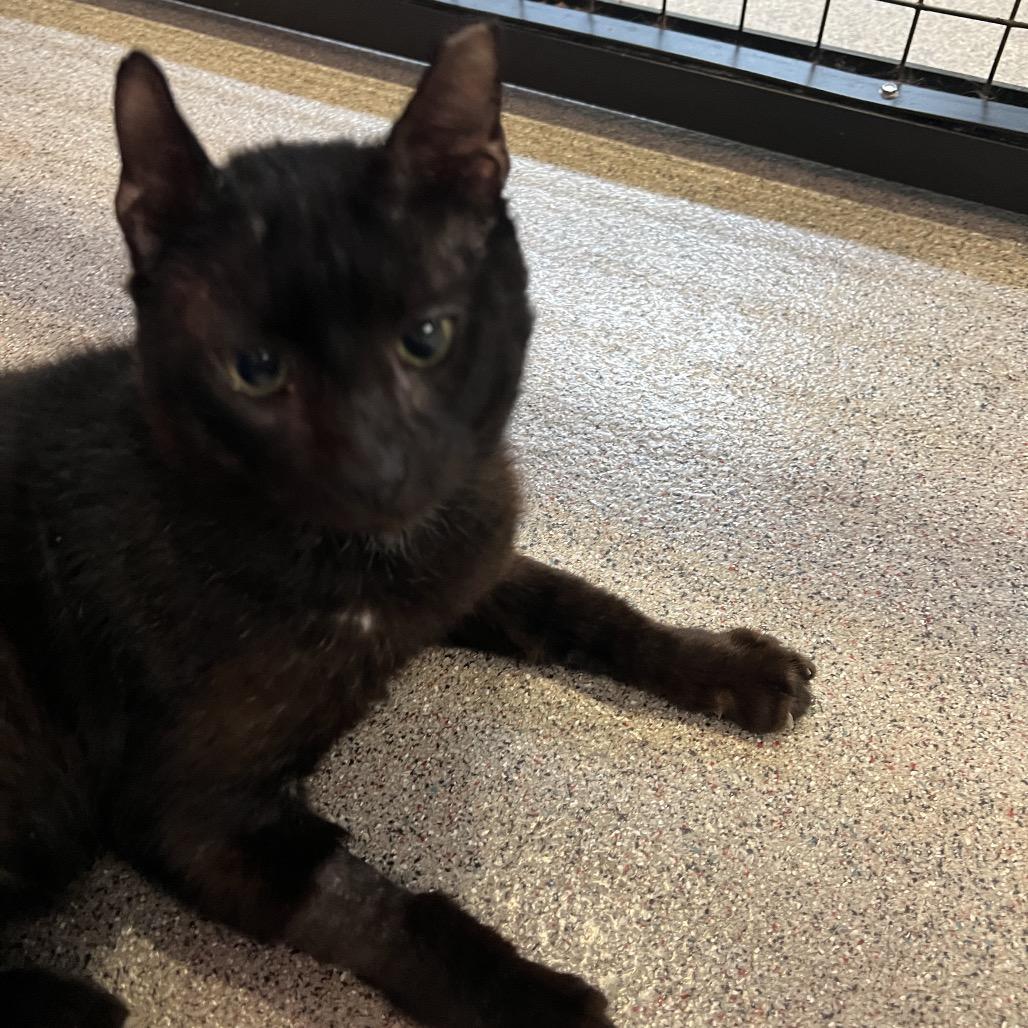 Enlarge Luka, a Adoptable Domestic Short Hair in Sarasota, FL image 6/6