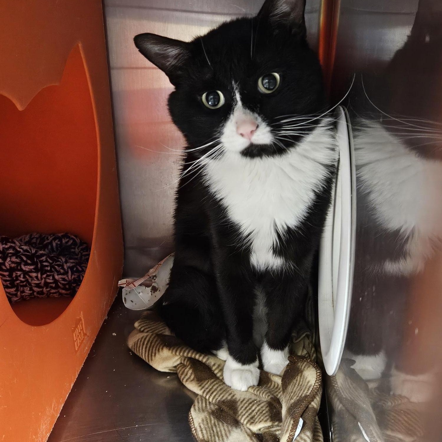 Buckaroo, an adoptable Domestic Short Hair in Billings, MT, 59102 | Photo Image 1