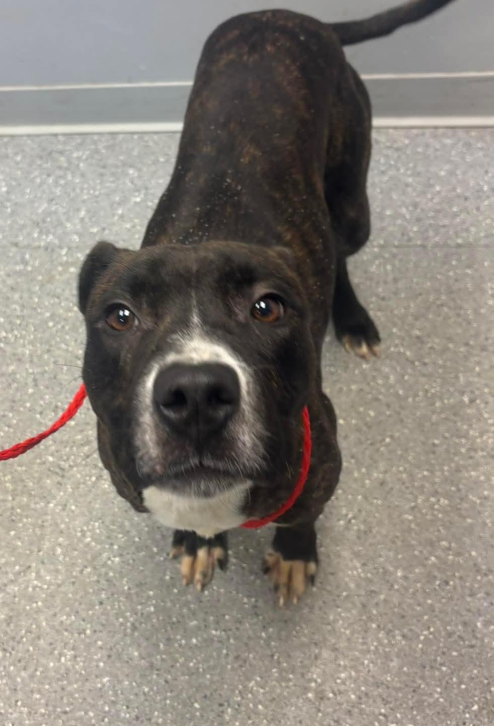 Enlarge Barney, a ADOPTABLE Pit Bull Terrier in Watertown, NY image 1/1