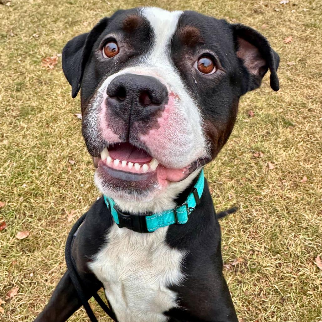 Hondo, Adoptable, Adult Male American Staffordshire Terrier.