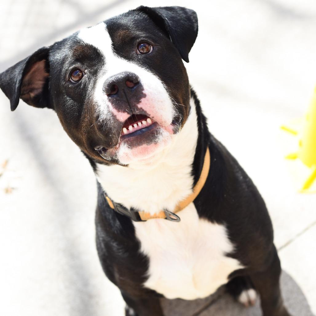 Enlarge Hondo, a Adoptable American Staffordshire Terrier in Grand Rapids, MI image 2/6
