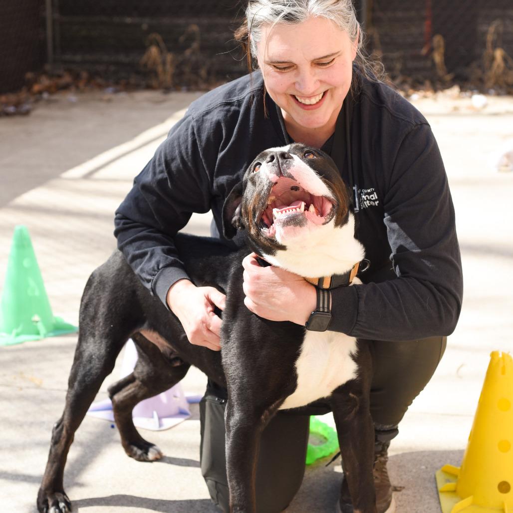 Enlarge Hondo, a Adoptable American Staffordshire Terrier in Grand Rapids, MI image 1/6