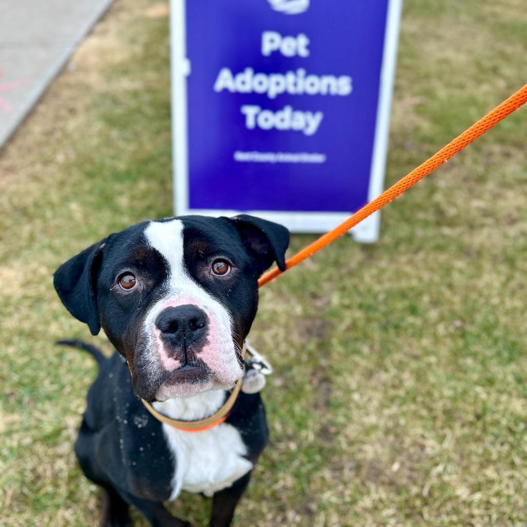 Hondo, a Adoptable American Staffordshire Terrier in Grand Rapids, MI image 2/5