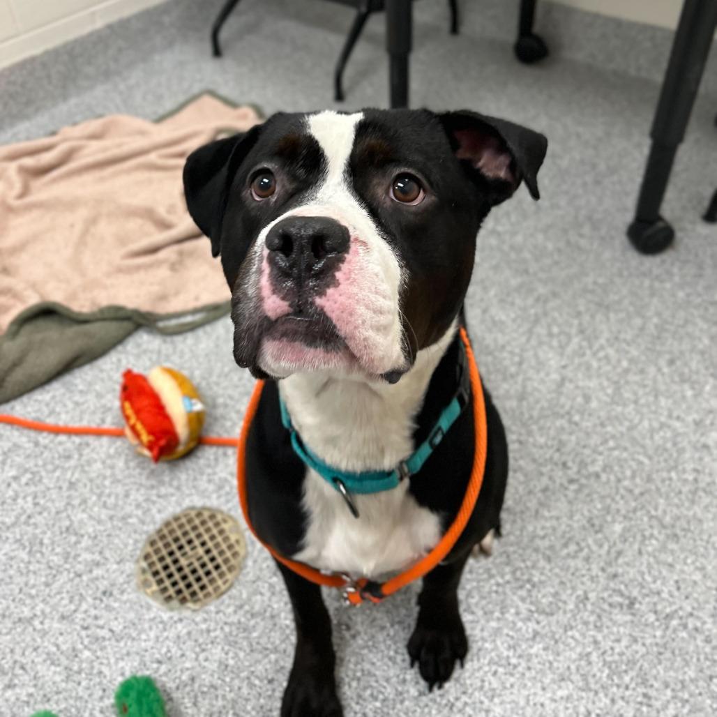 Hondo, a Adoptable American Staffordshire Terrier in Grand Rapids, MI image 3/5