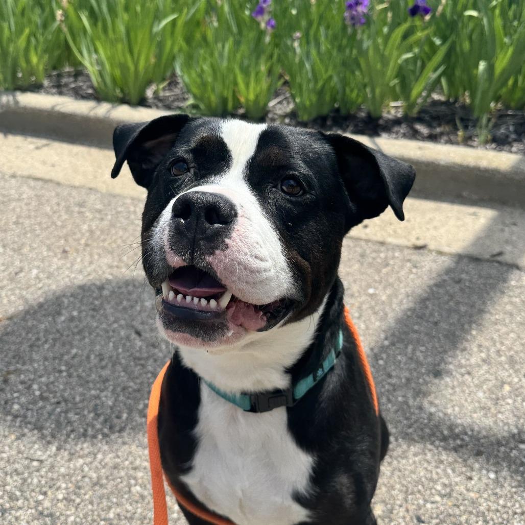 Enlarge Hondo, a Adoptable American Staffordshire Terrier in Grand Rapids, MI image 3/6