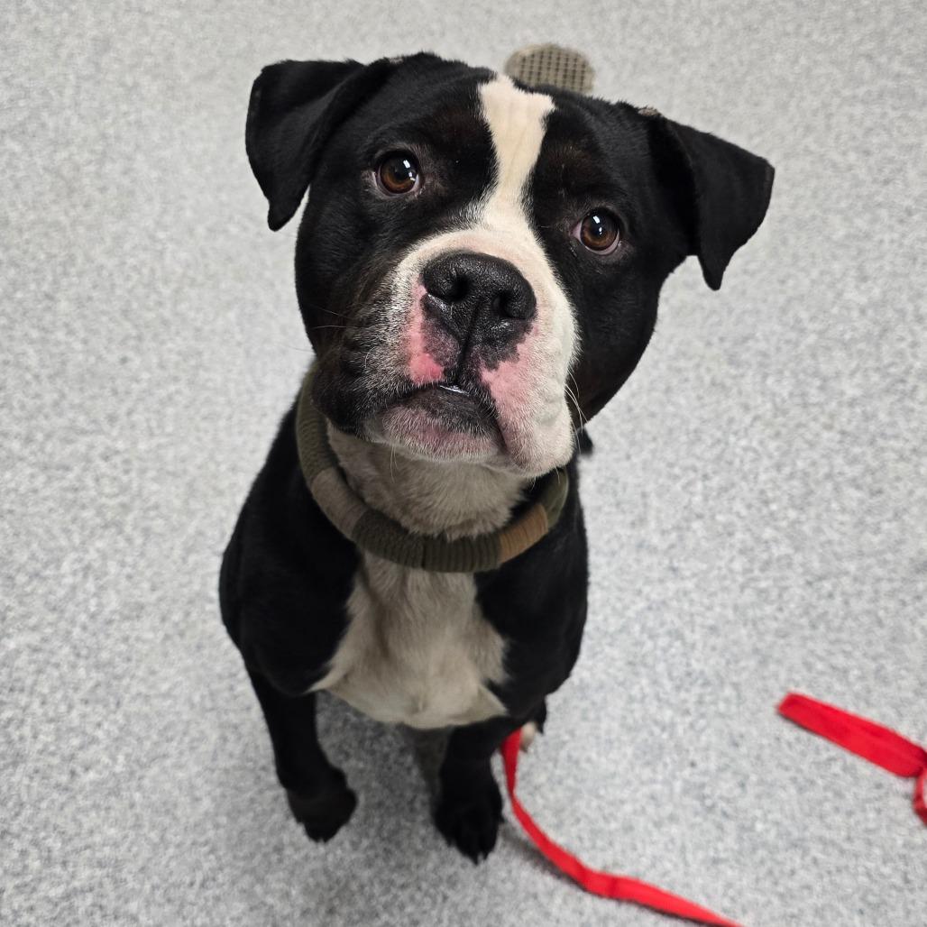 Hondo, a Adoptable American Staffordshire Terrier in Grand Rapids, MI image 5/5