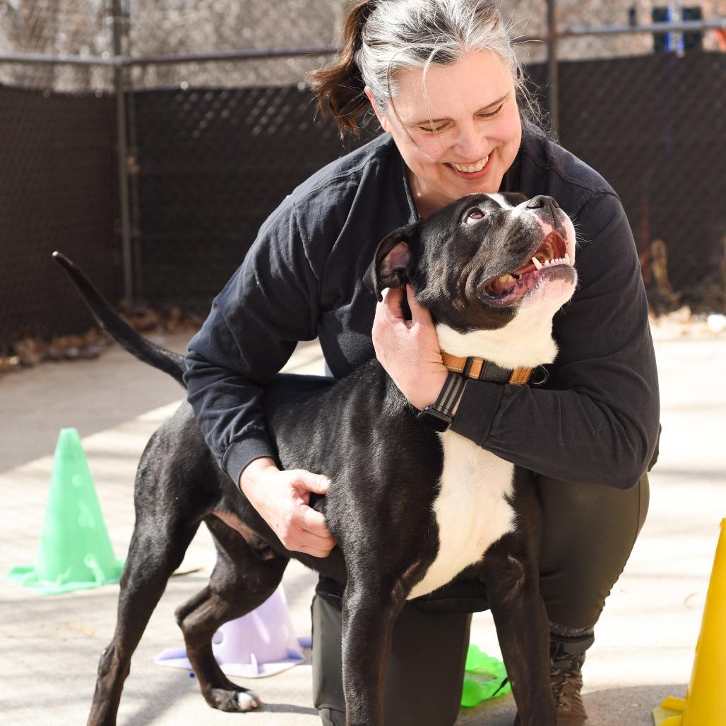 Enlarge Hondo, a Adoptable American Staffordshire Terrier in Grand Rapids, MI image 4/6