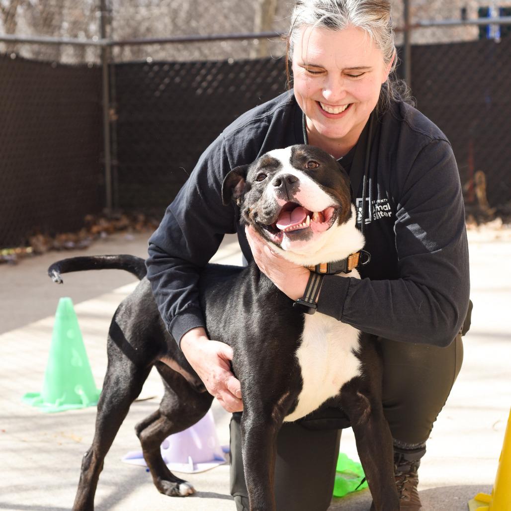Enlarge Hondo, a Adoptable American Staffordshire Terrier in Grand Rapids, MI image 6/6