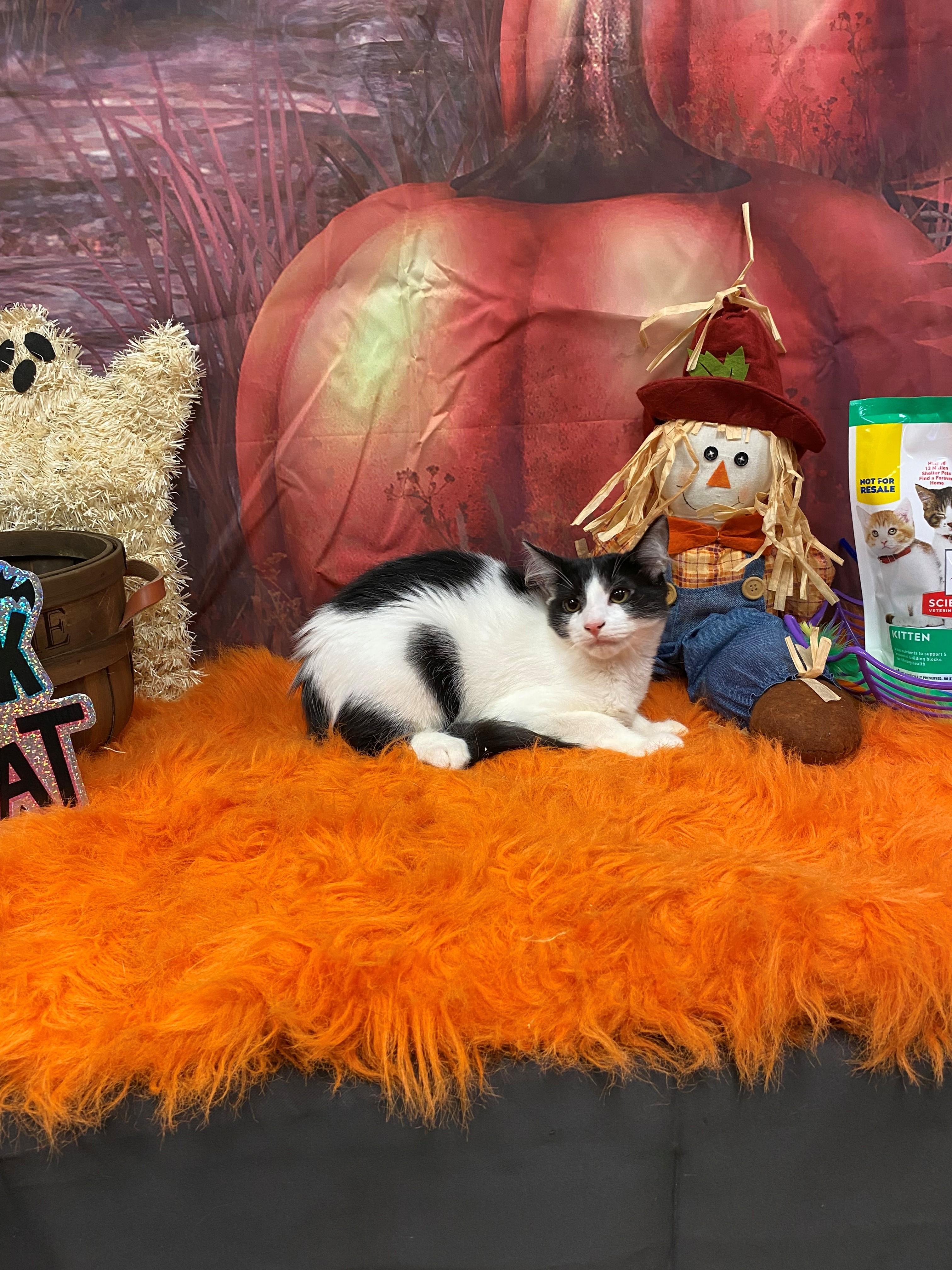 Sega 59001517, Adoptable, Young Male Domestic Short Hair.