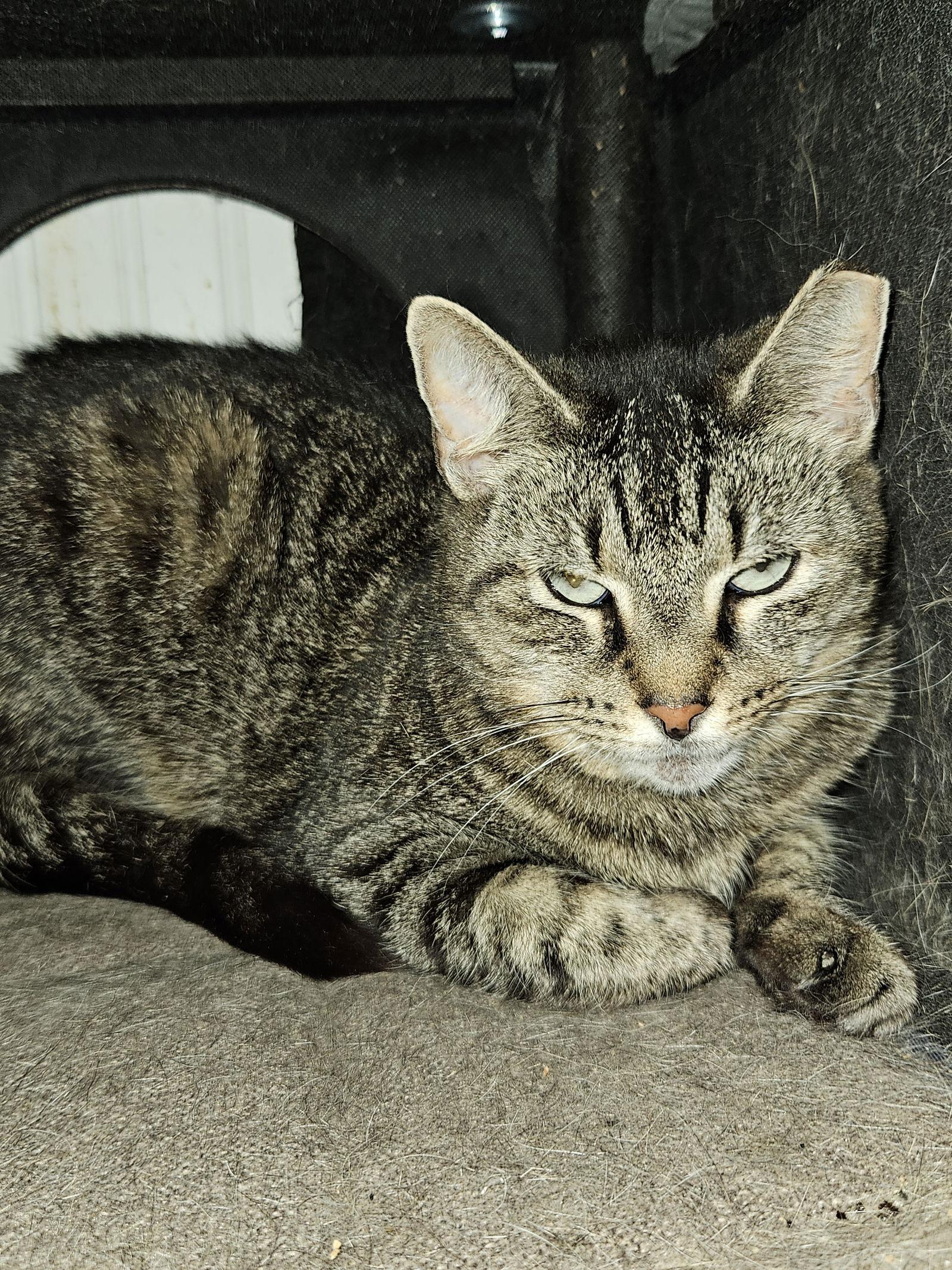 Enlarge PHOENIX, a Adoptable Domestic Short Hair in Holbrook, NY image 1/2