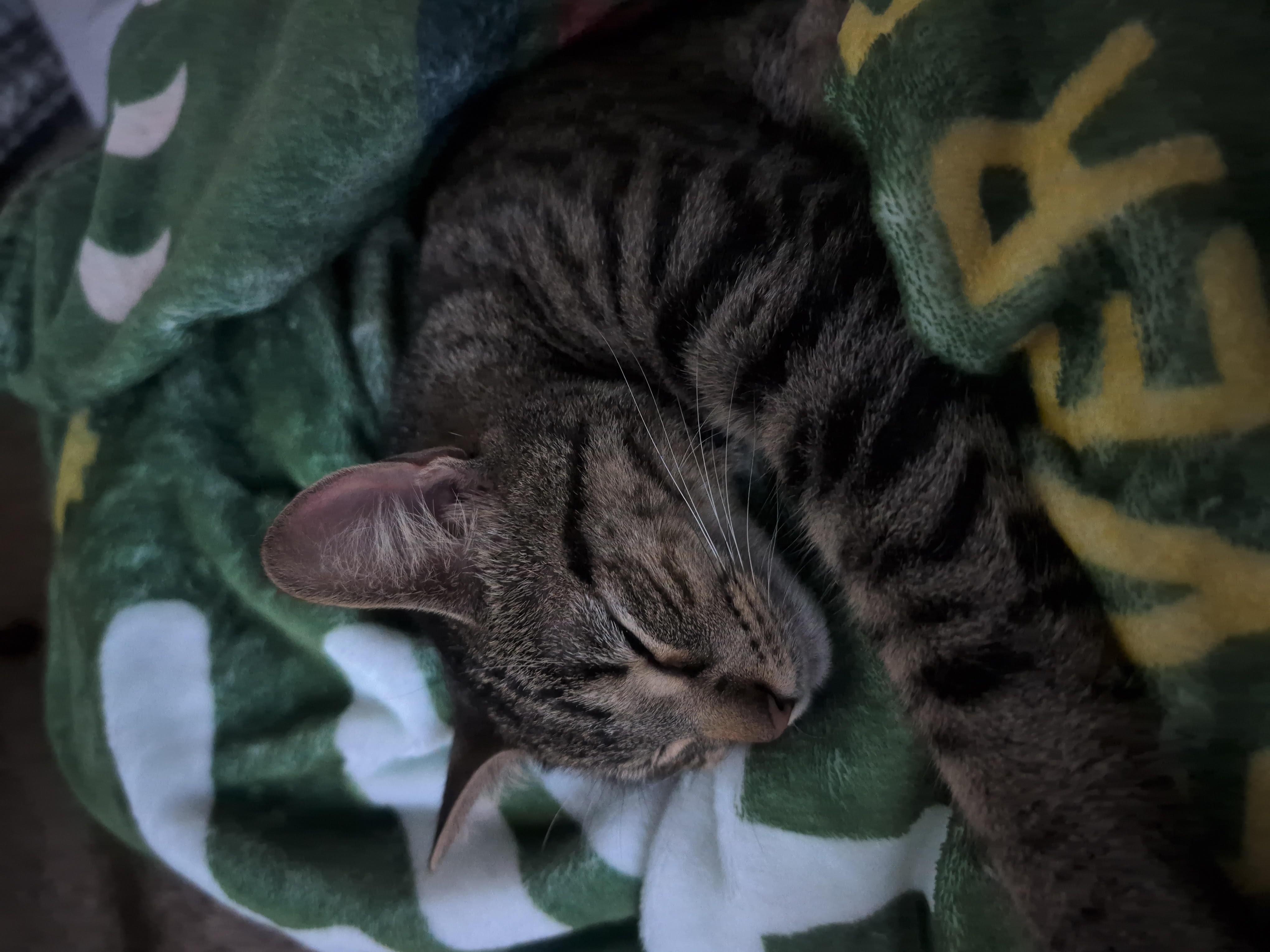 Enlarge Cleopatra, a ADOPTABLE mixed breed in River Falls, WI image 4/5