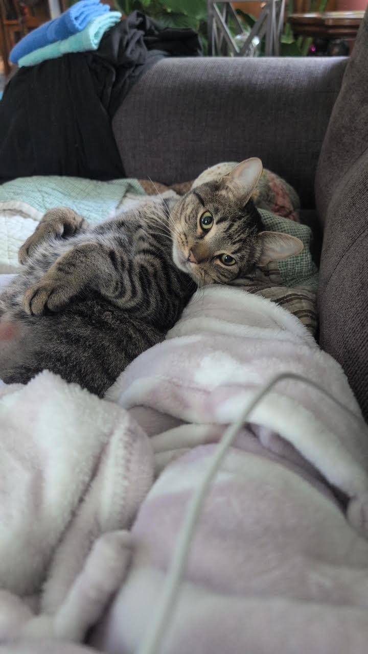 Enlarge Cleopatra, a ADOPTABLE mixed breed in River Falls, WI image 1/5