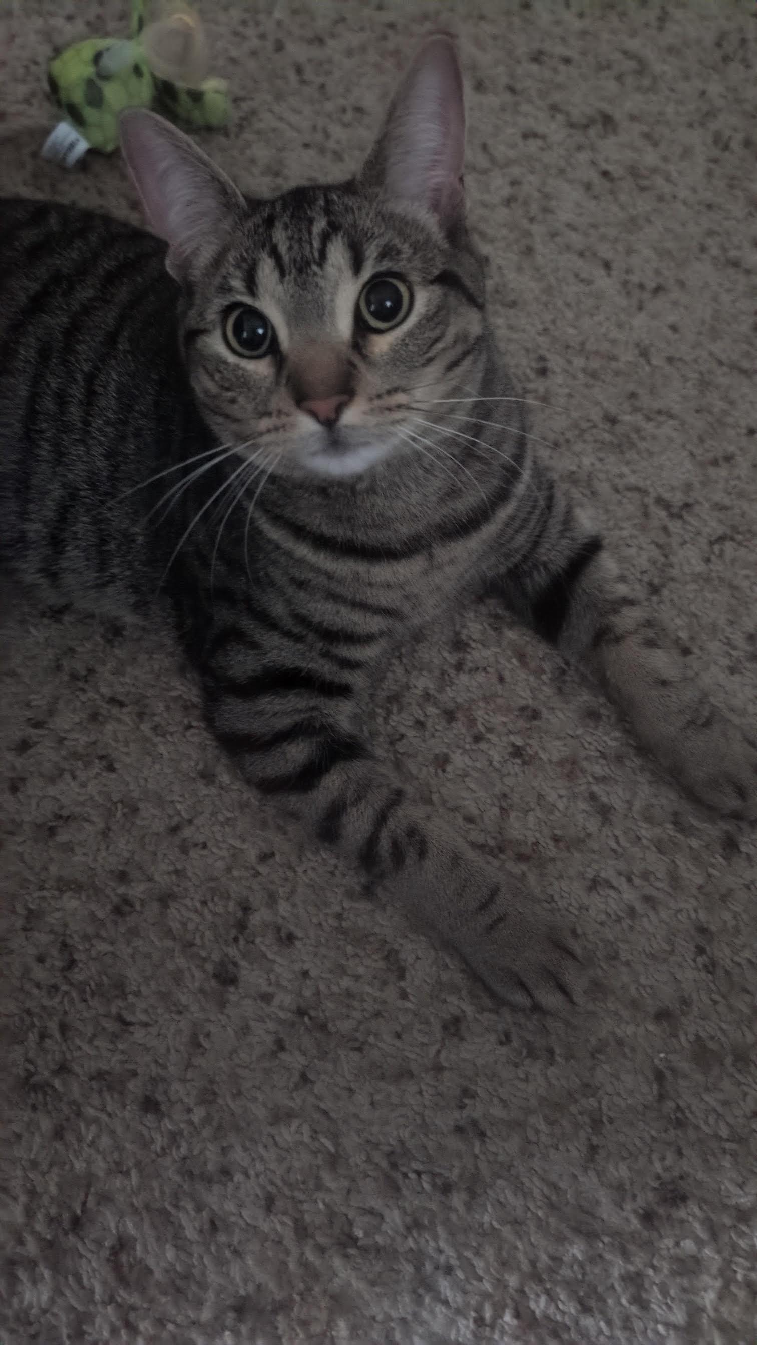 Enlarge Cleopatra, a ADOPTABLE mixed breed in River Falls, WI image 3/5