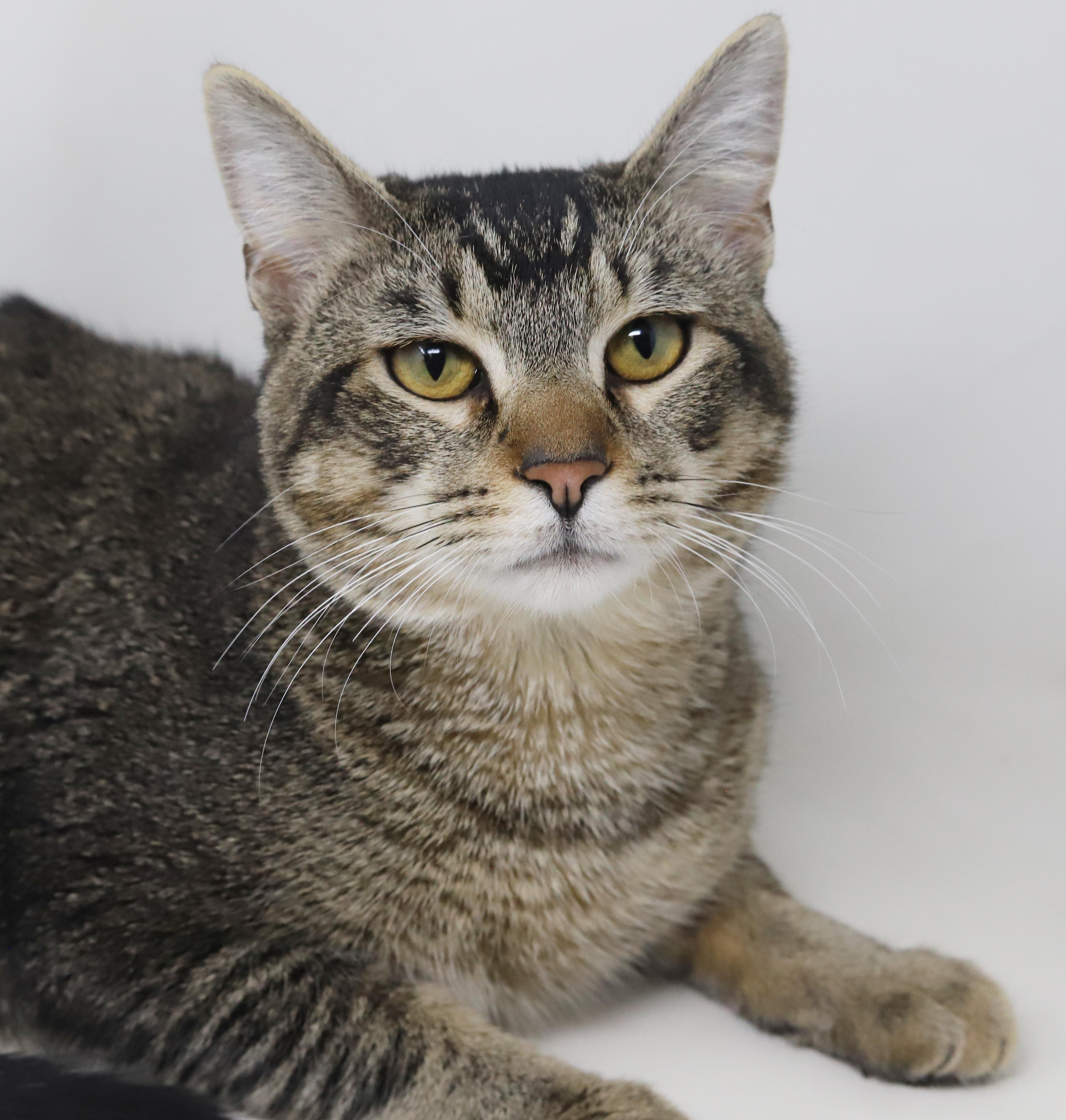 Enlarge Rocky wins the heart of everyone he meets! THERAPY SWEET handsome fellow!, a Adoptable mixed breed in Bedford Hills, NY image 4/6