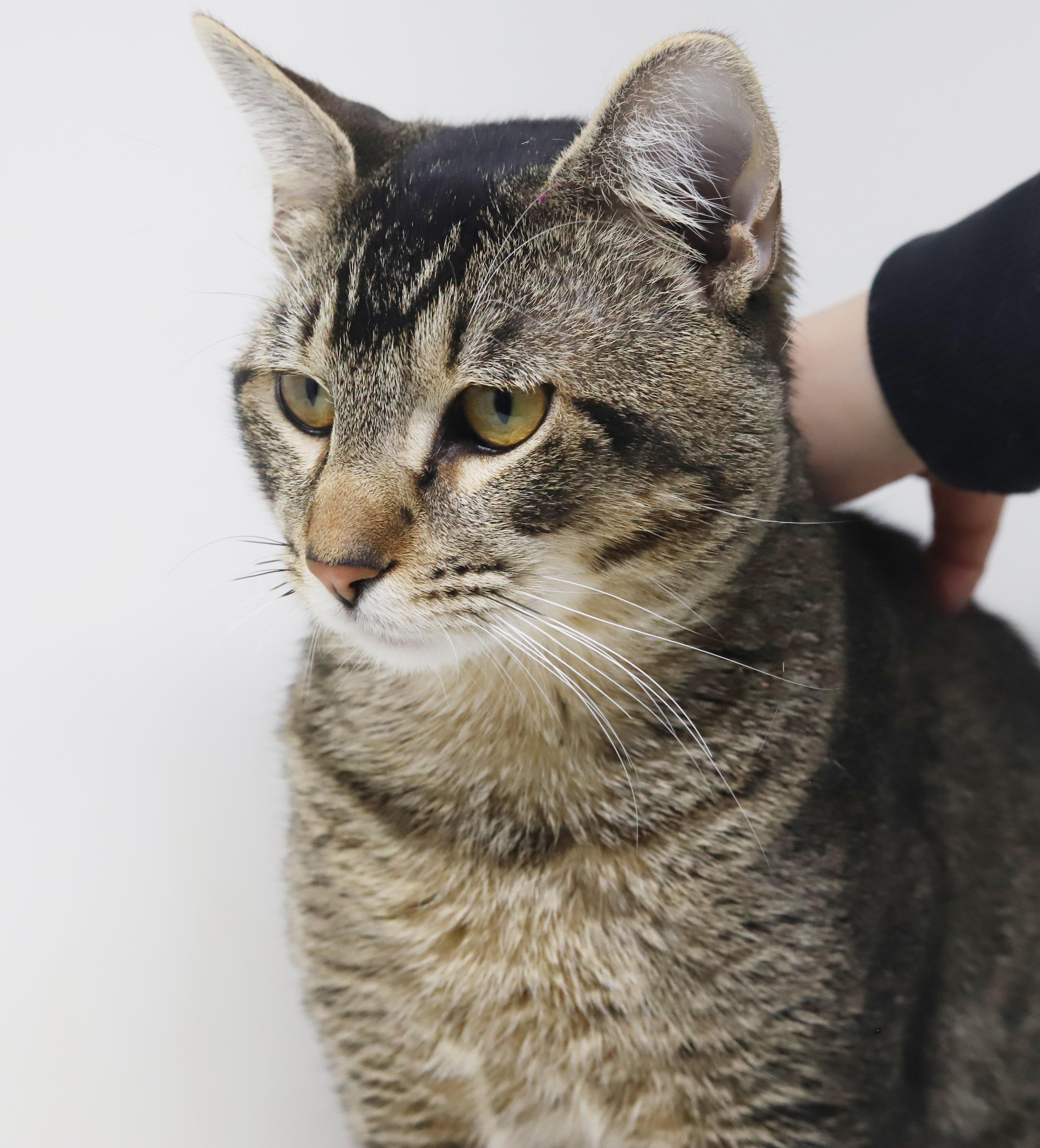 Enlarge Rocky wins the heart of everyone he meets! THERAPY SWEET handsome fellow!, a Adoptable mixed breed in Bedford Hills, NY image 3/6