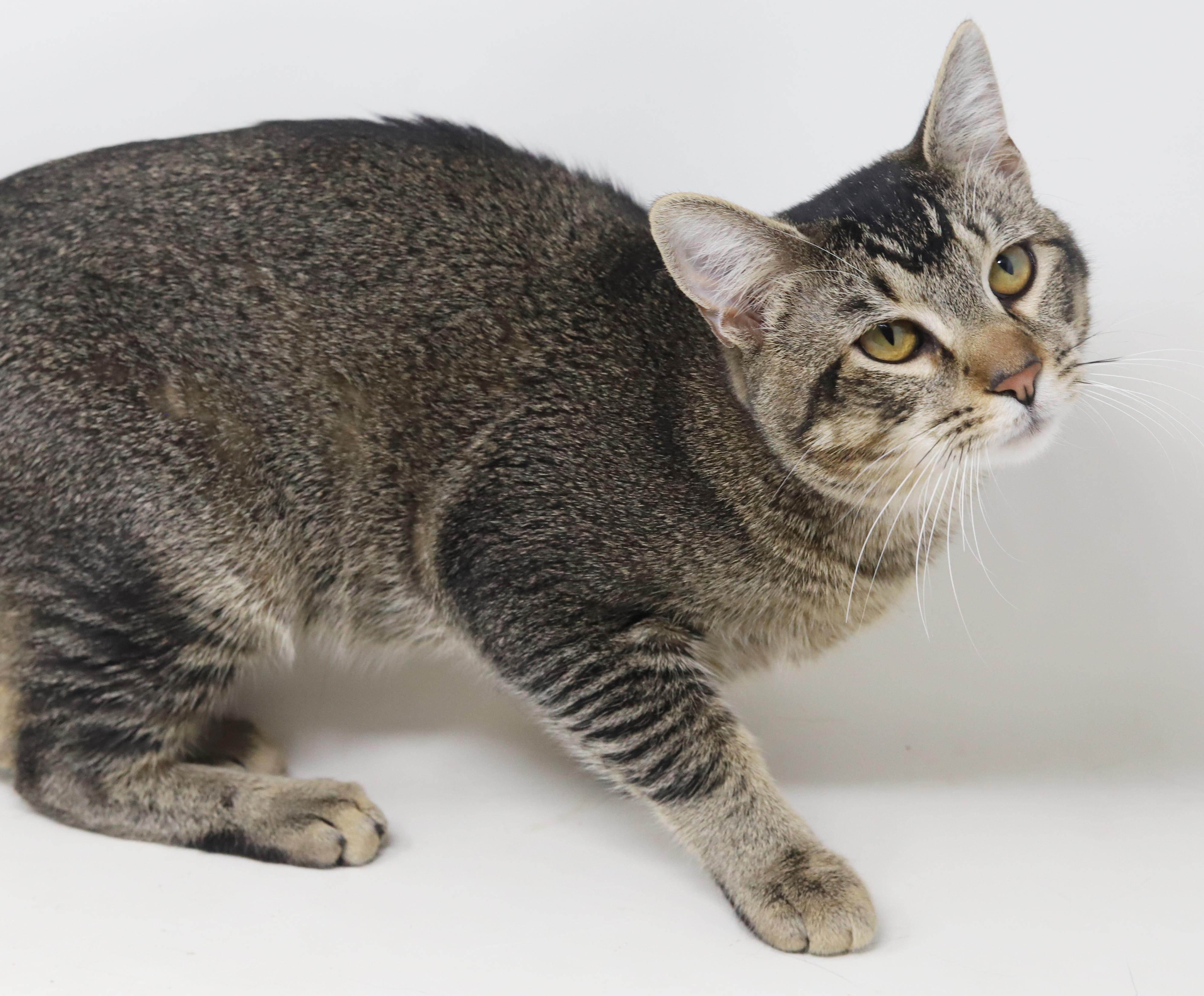 Enlarge Rocky wins the heart of everyone he meets! THERAPY SWEET handsome fellow!, a Adoptable mixed breed in Bedford Hills, NY image 5/6