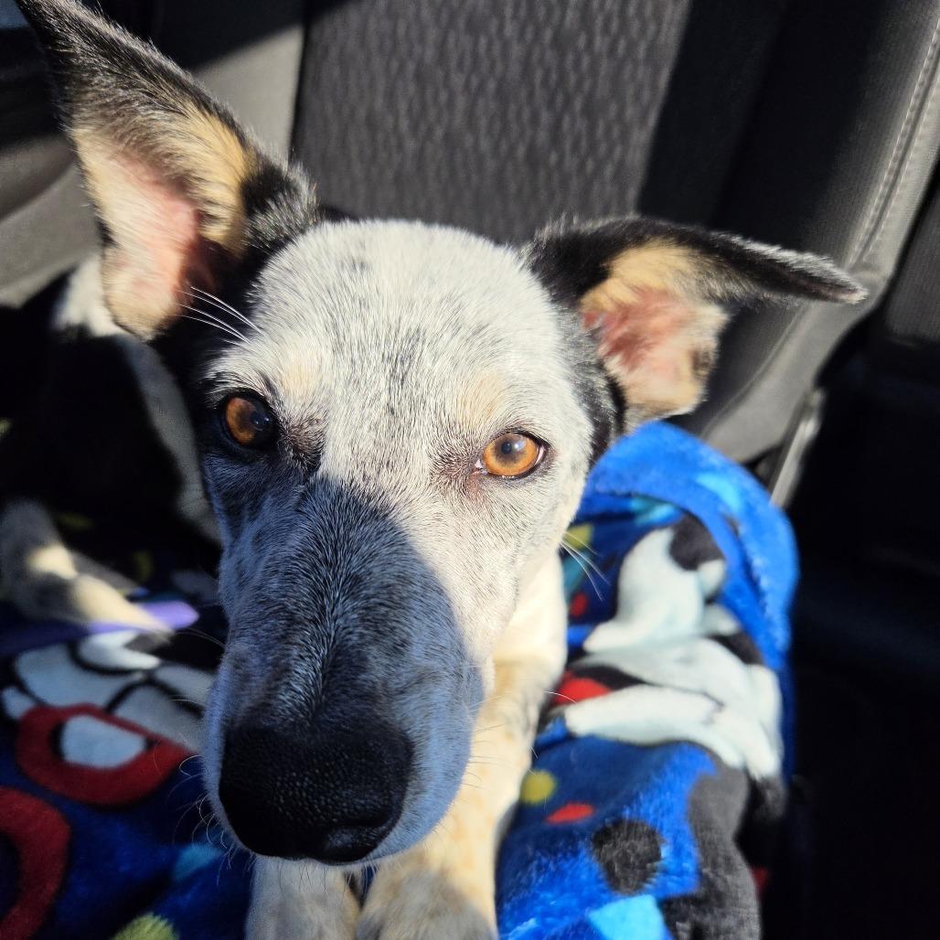 Enlarge Bree, a Adoptable mixed breed in Alma, WI image 1/6