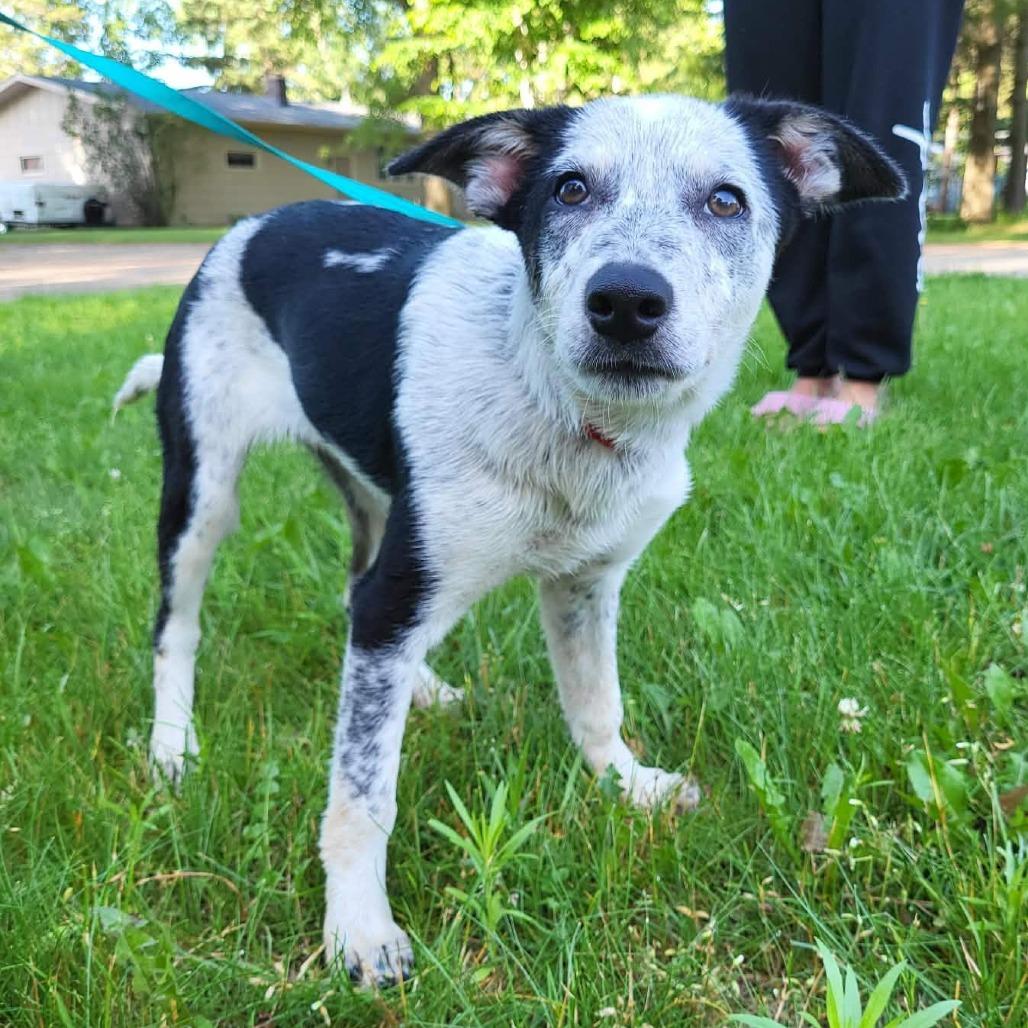 Buttercup, a Adoptable mixed breed in Alma, WI image 2/6
