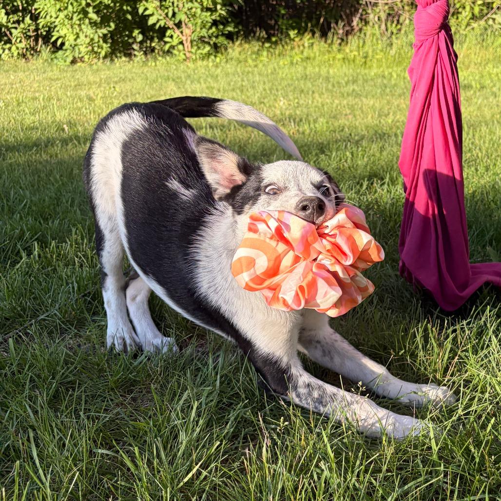 Buttercup, a Adoptable mixed breed in Alma, WI image 3/6