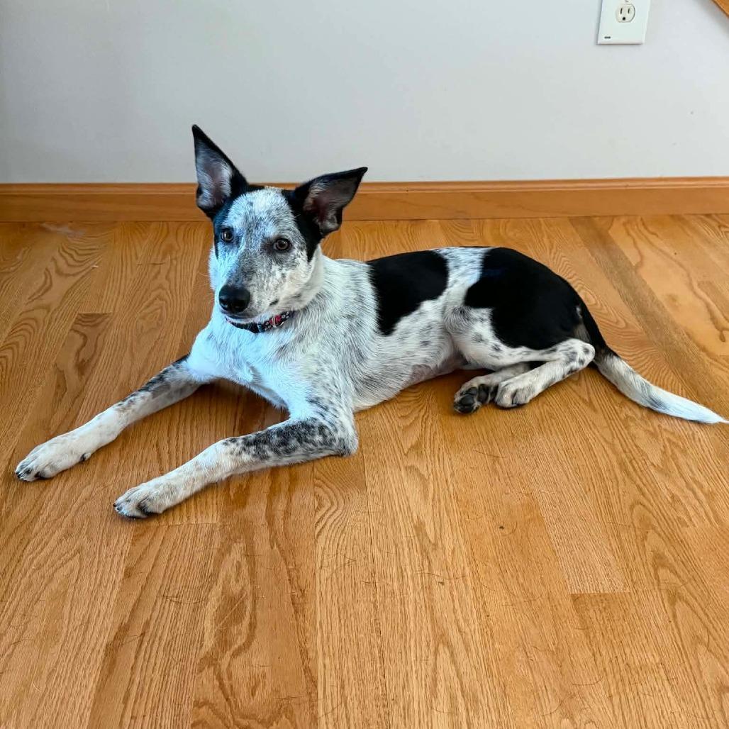 Enlarge Bree, a Adoptable mixed breed in Alma, WI image 2/6