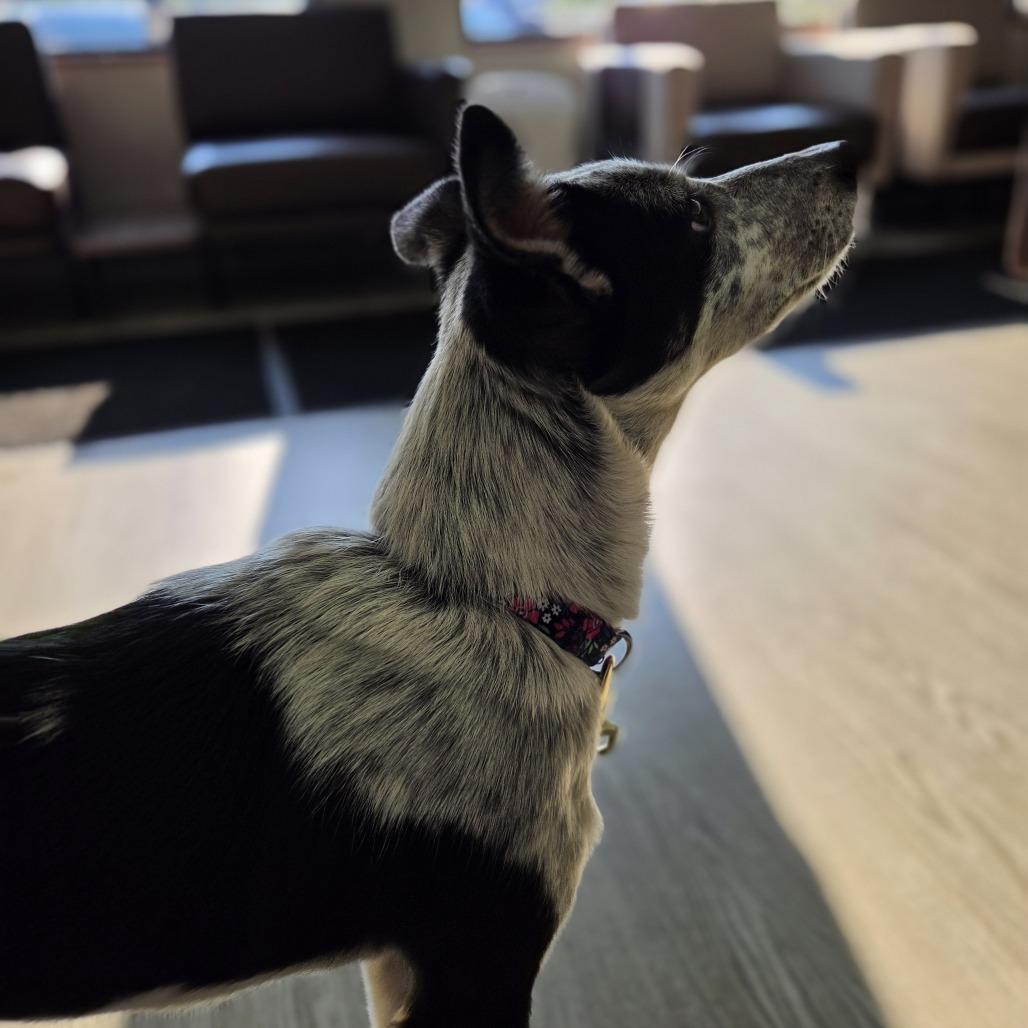 Enlarge Bree, a Adoptable mixed breed in Alma, WI image 3/6