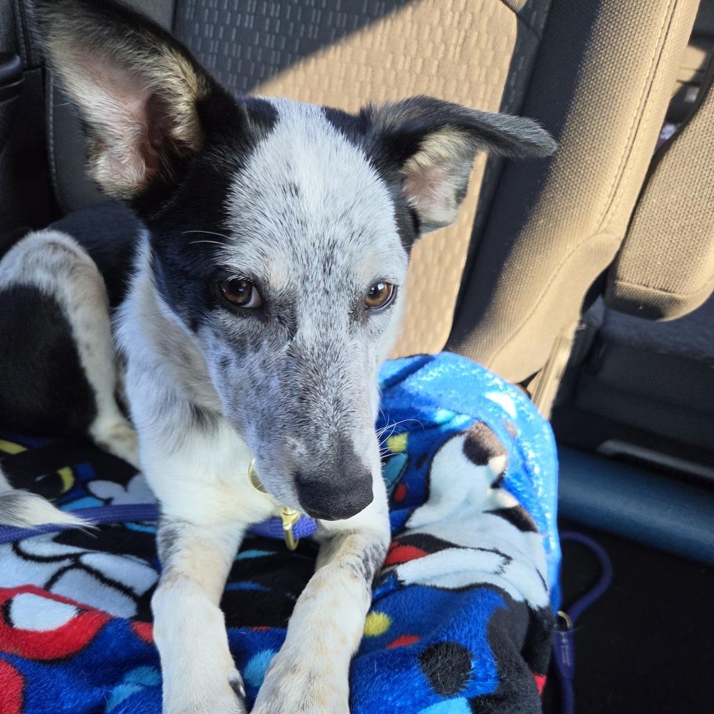 Enlarge Bree, a Adoptable mixed breed in Alma, WI image 4/6