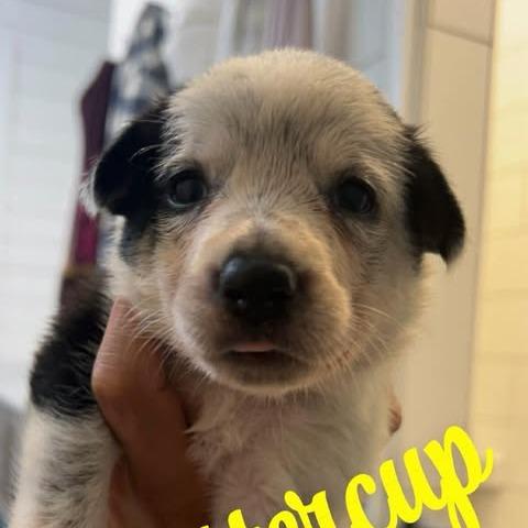 Buttercup, a Adoptable mixed breed in Alma, WI image 4/6