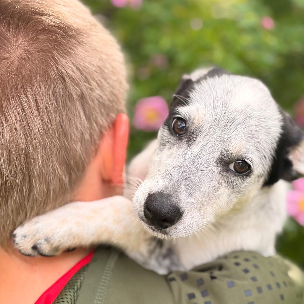Buttercup, a Adoptable mixed breed in Alma, WI image 5/6