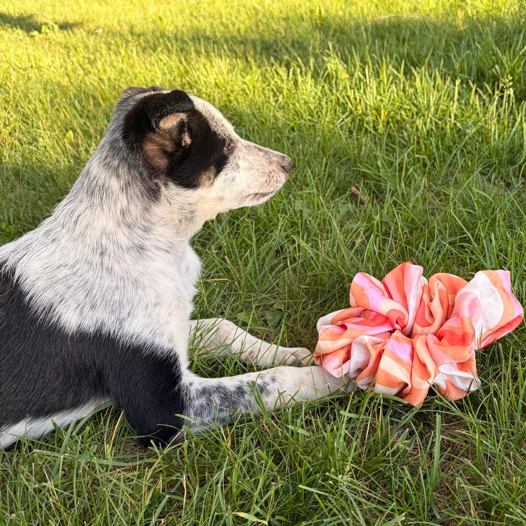 Buttercup, a Adoptable mixed breed in Alma, WI image 6/6