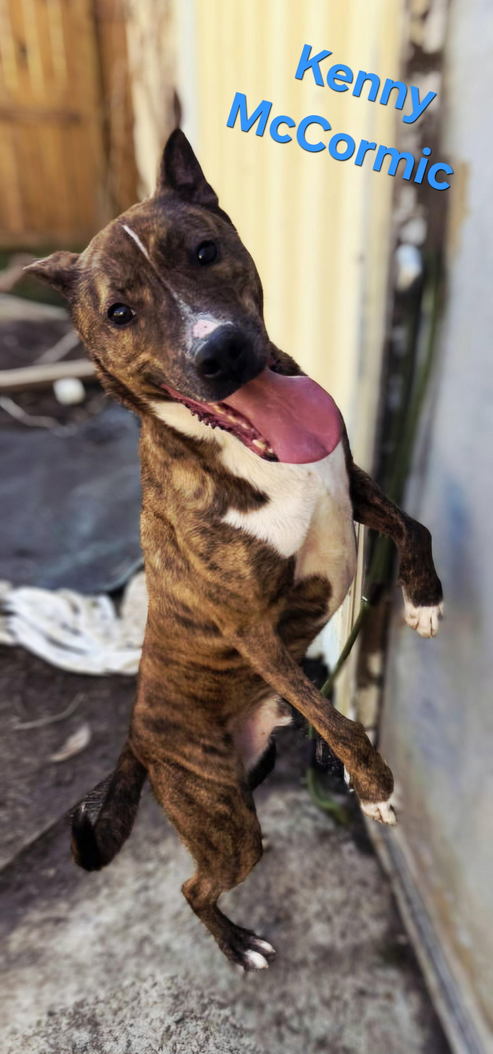 Kenny McCormic, Adoptable, Adult Male Mountain Cur.