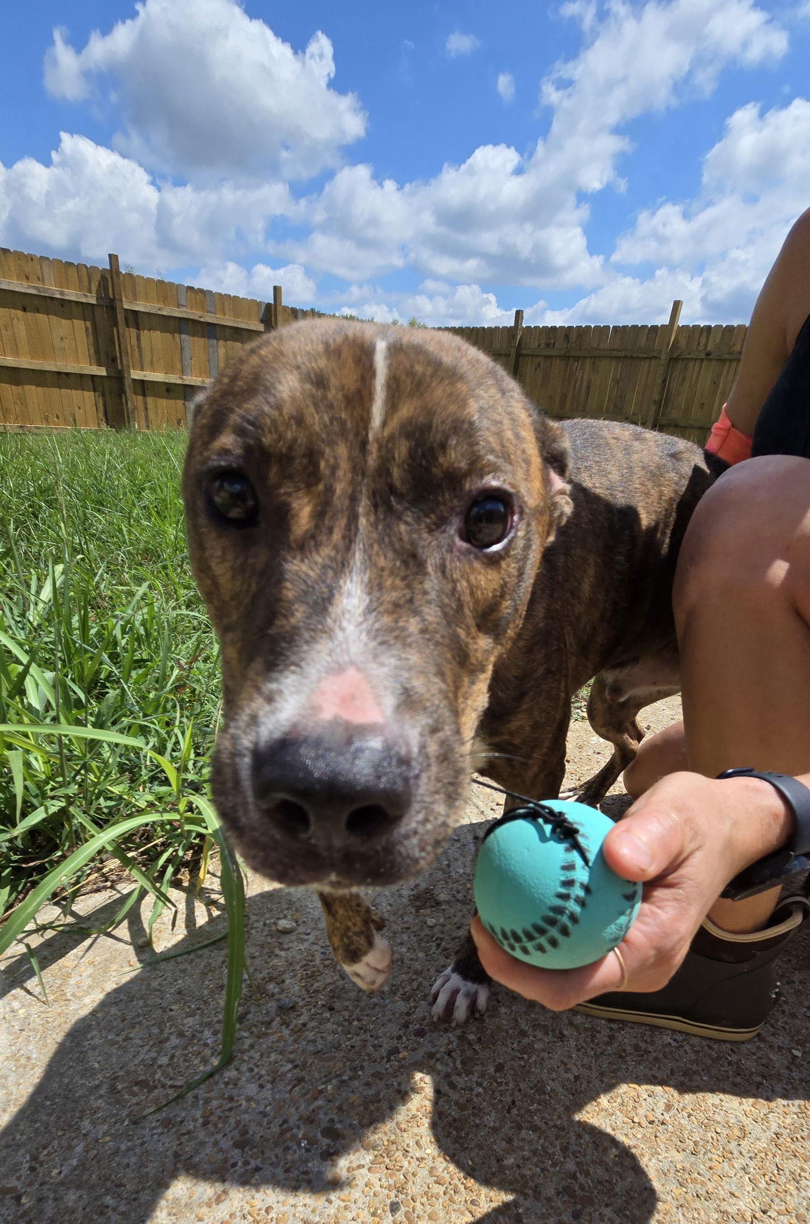 Enlarge Kenny McCormic, a Adoptable Mountain Cur in Jackson, MS image 2/3