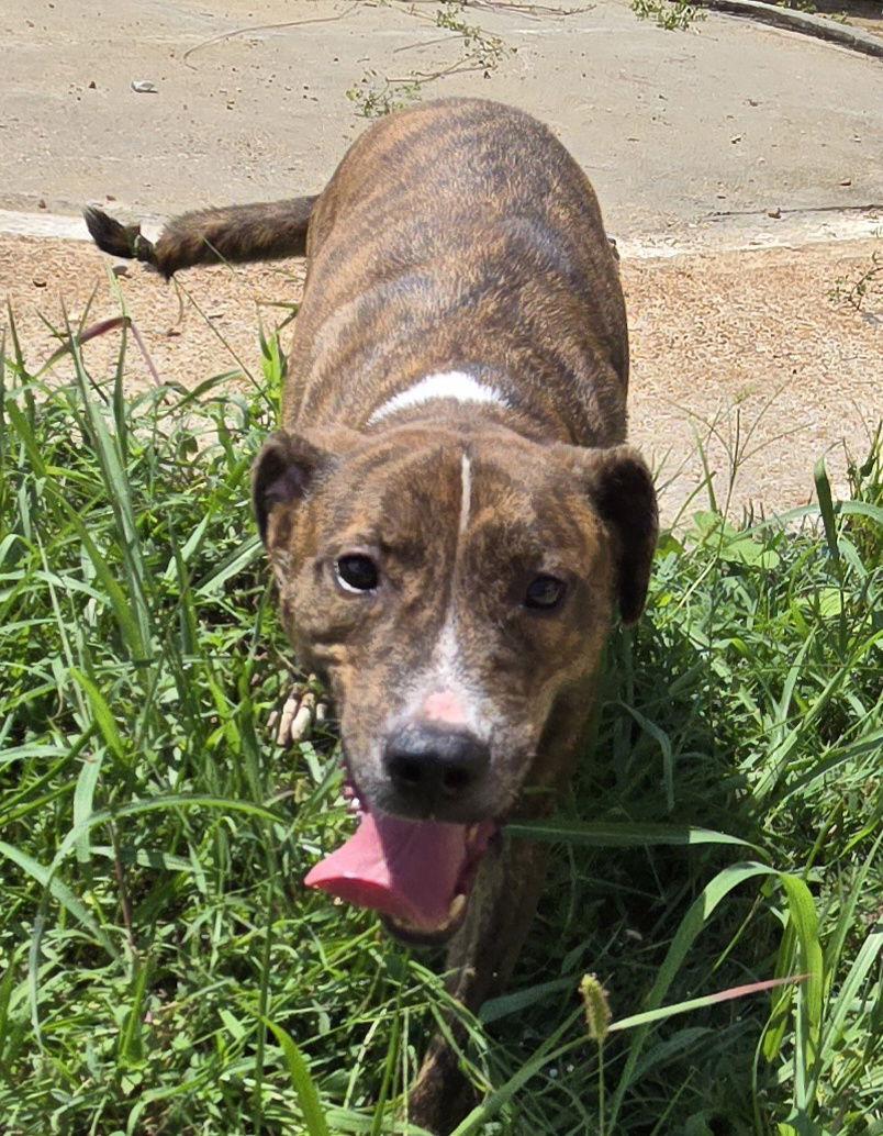 Enlarge Kenny McCormic, a Adoptable Mountain Cur in Jackson, MS image 3/3