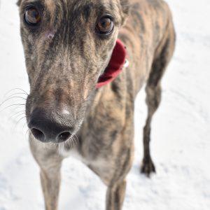Enlarge POUR DECISIONS, a Adoptable Greyhound in grandville, MI image 1/1