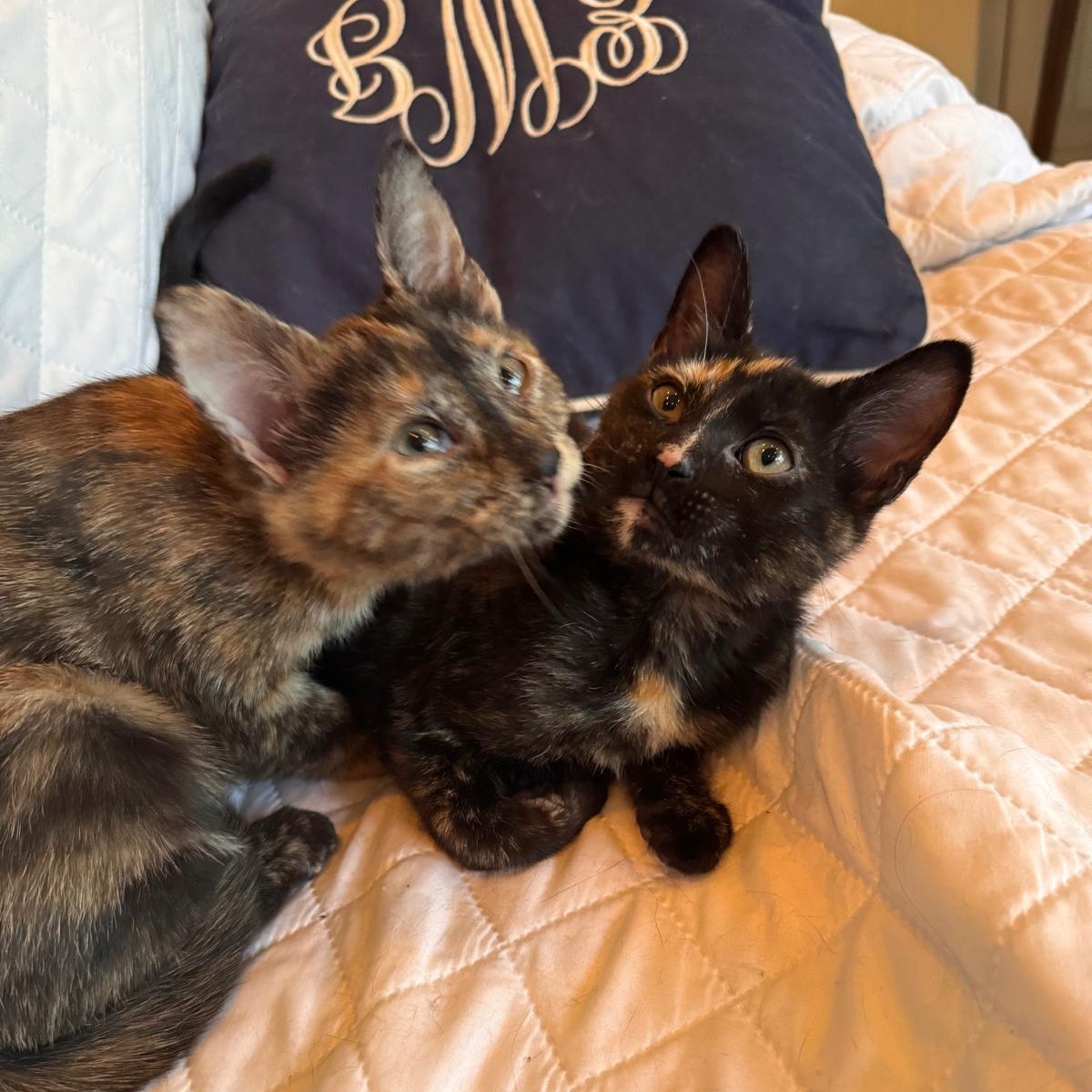 Enlarge Nebula (bonded with Nova), a ADOPTABLE Tortoiseshell in Brookhaven, GA image 3/5