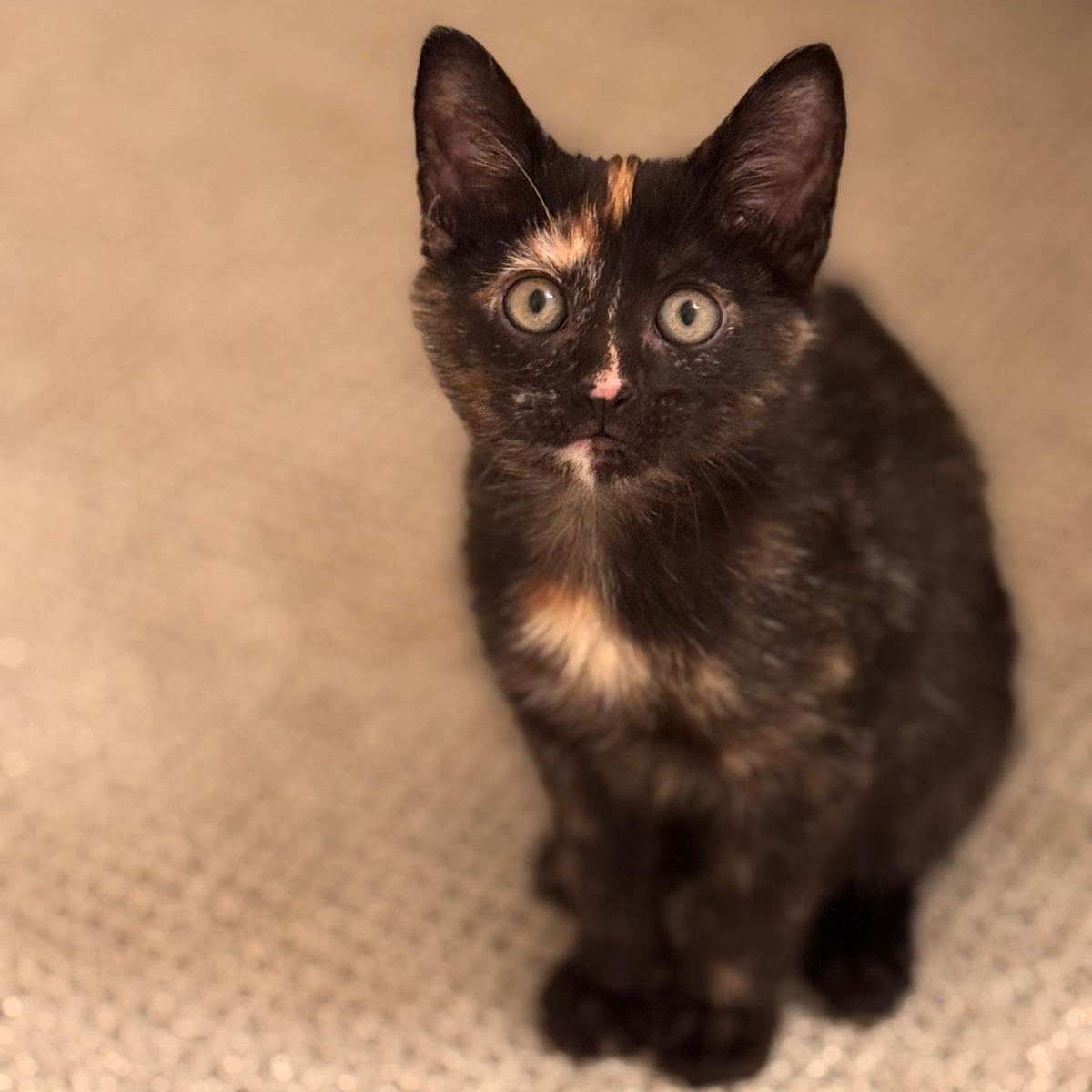 Enlarge Nebula (bonded with Nova), a ADOPTABLE Tortoiseshell in Brookhaven, GA image 1/5