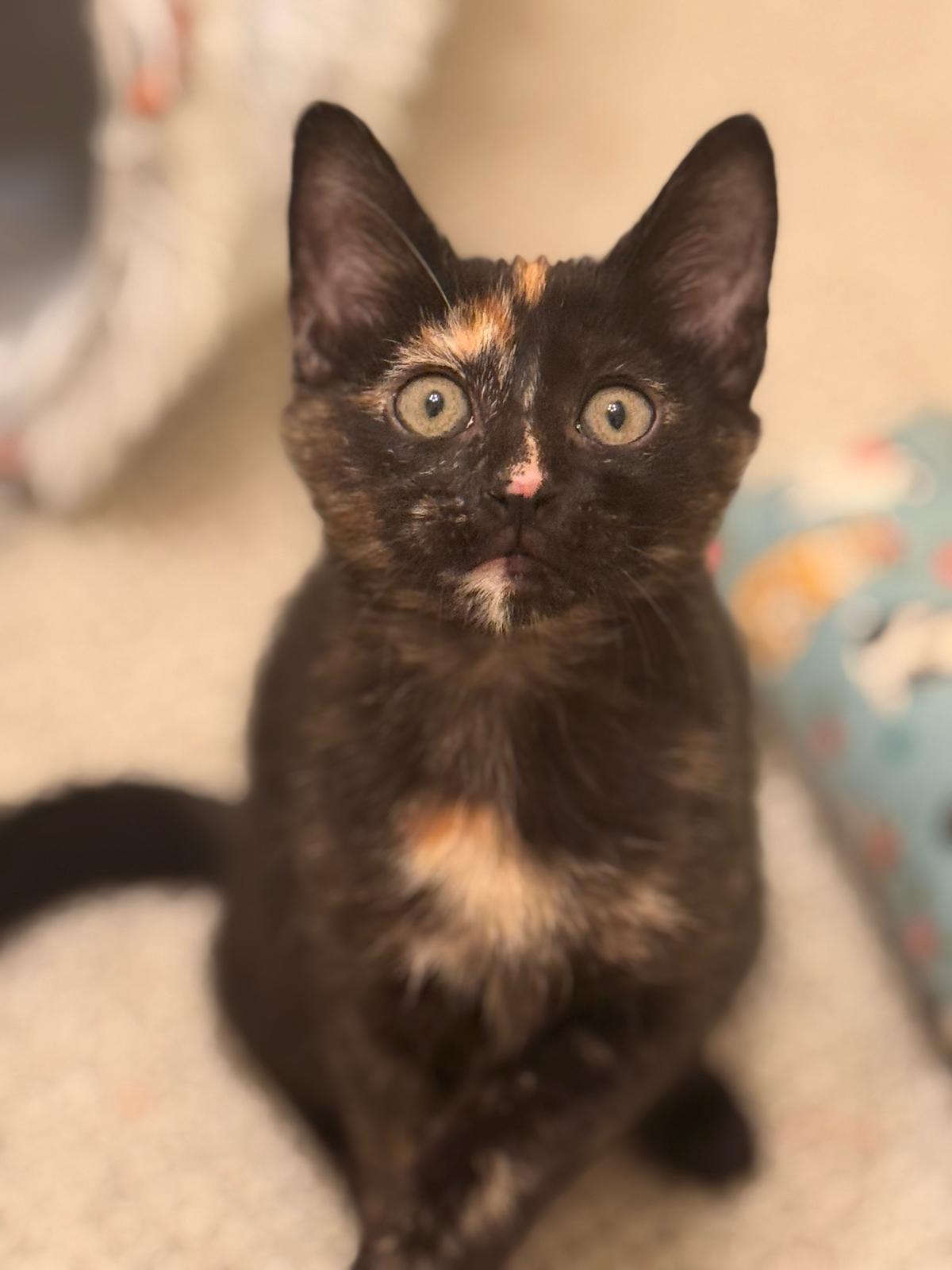 Enlarge Nebula (bonded with Nova), a ADOPTABLE Tortoiseshell in Brookhaven, GA image 2/5