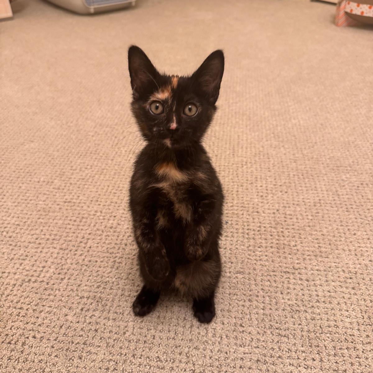 Enlarge Nebula (bonded with Nova), a ADOPTABLE Tortoiseshell in Brookhaven, GA image 4/5