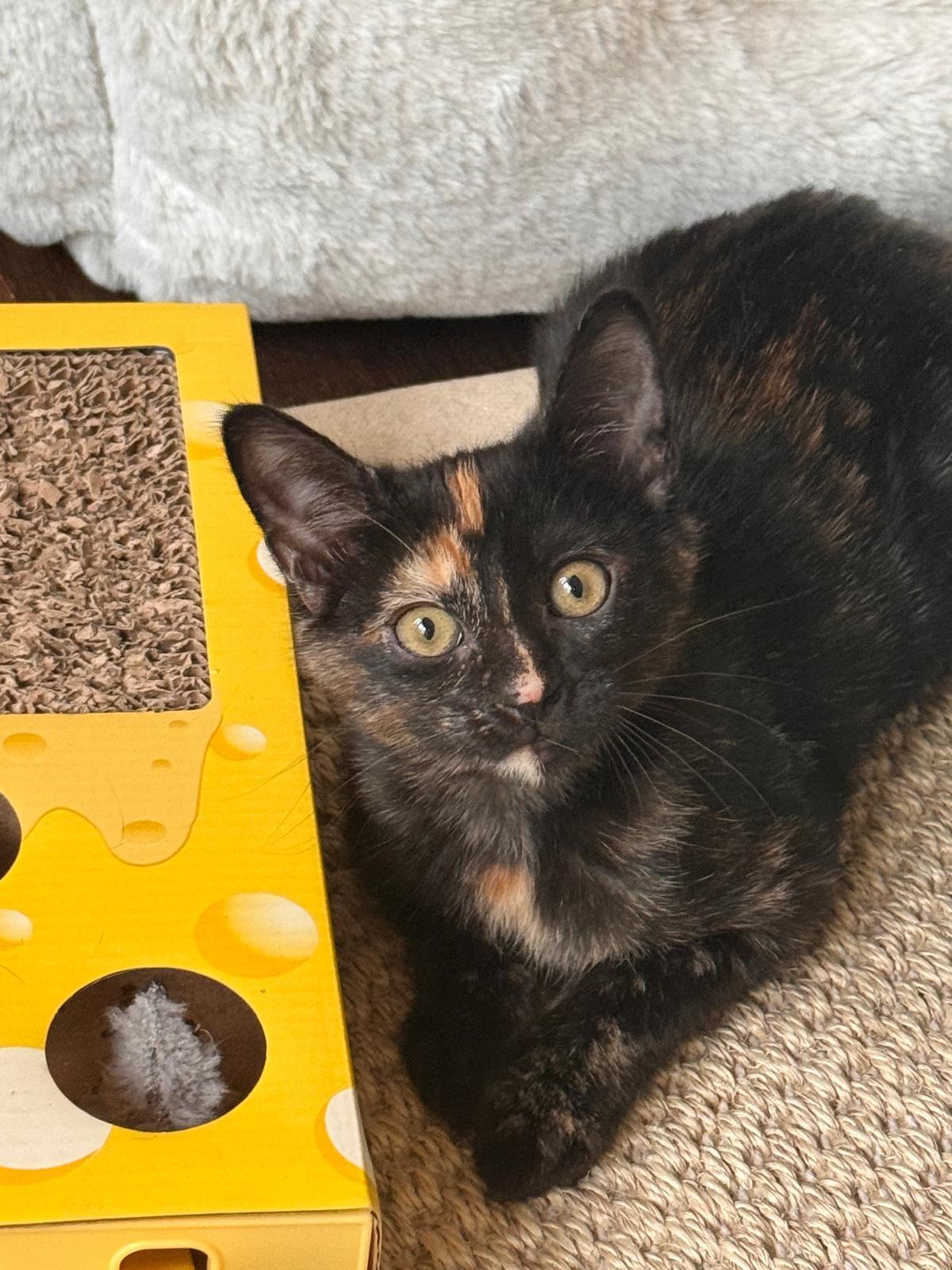 Enlarge Nebula (bonded with Nova), a ADOPTABLE Tortoiseshell in Brookhaven, GA image 5/5