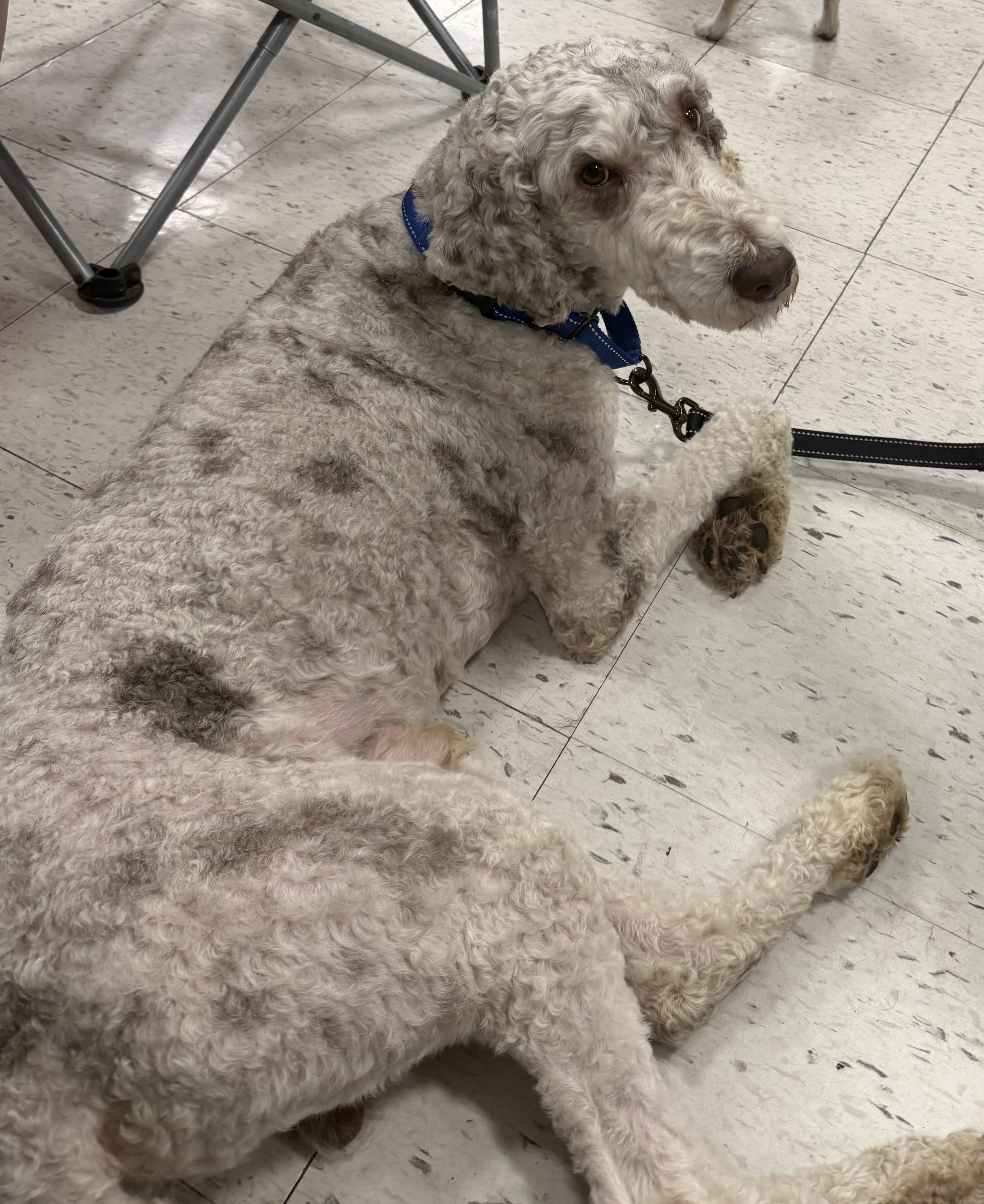 Marlon, a ADOPTABLE Standard Poodle in Peoria, IL image 3/4