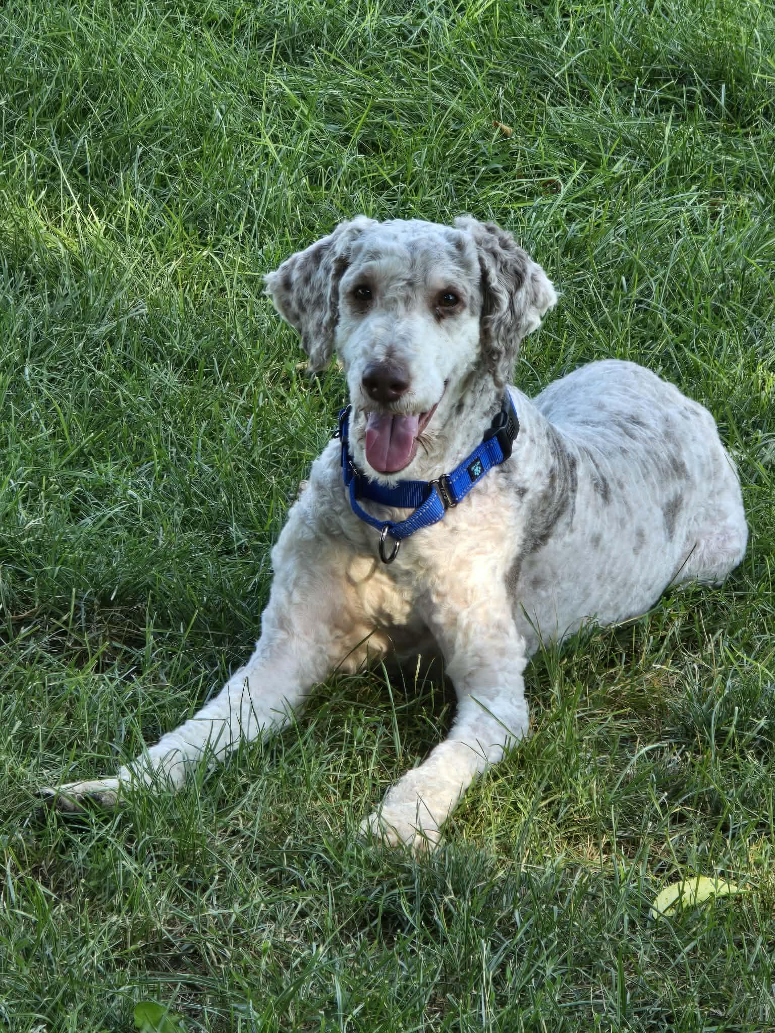Marlon, ADOPTABLE, Adult Male Standard Poodle.